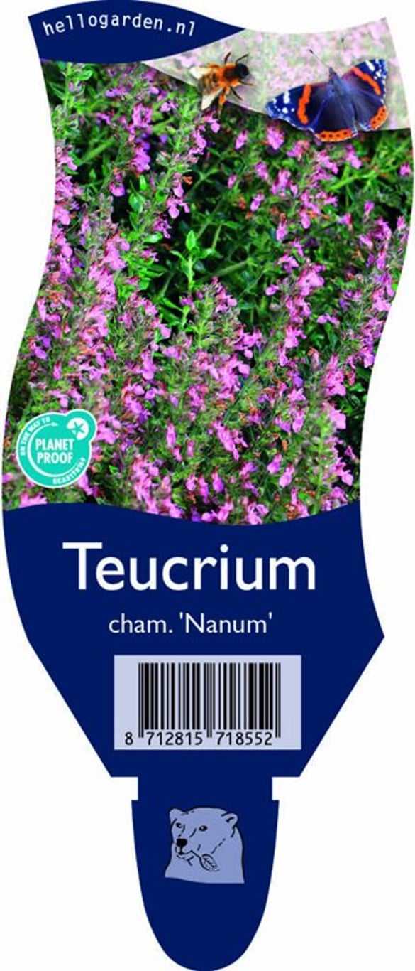 Teucrium cham. 'Nanum' - P11